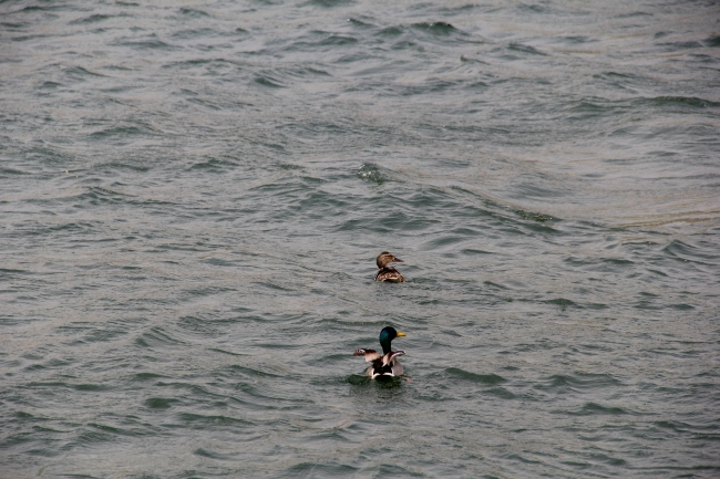 渠中水暖鴨先知